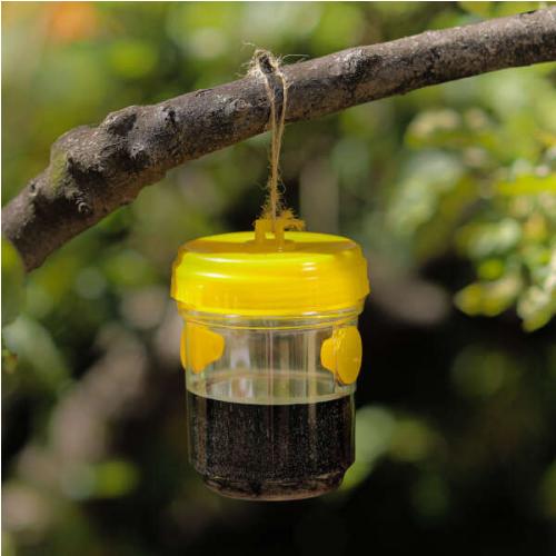 Trappoly lógó rovarcsapda